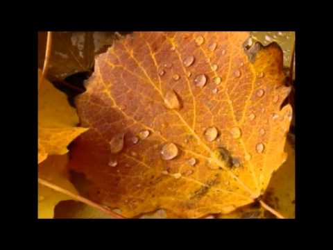 إعادة المحاولة