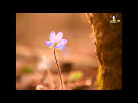 من روائع السلف الصالح ( الصلاة )