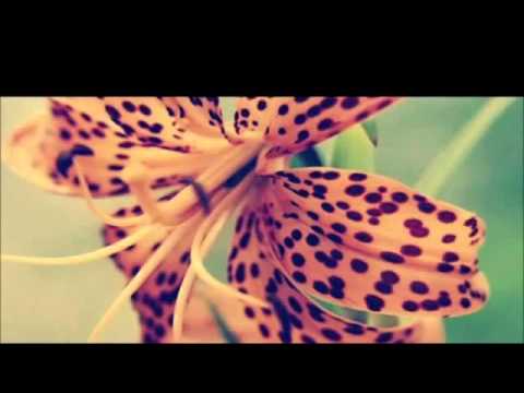 (تفسير سورة البينة - 2) - عبد الرحمن الشهري